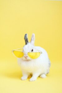 Healthy Pets'
A Rabbit is a sun glass